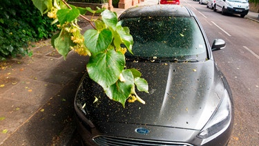 Ein Auto ist bedeckt von Lindenblättern und einem klebrigen Saft.  | Bild: mauritius images/ David Gee 2 / Alamy